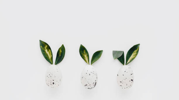 istock Three speckled easter eggs with green leaves looking like bunny ears. Long web banner, white background, copy space. 1518452576