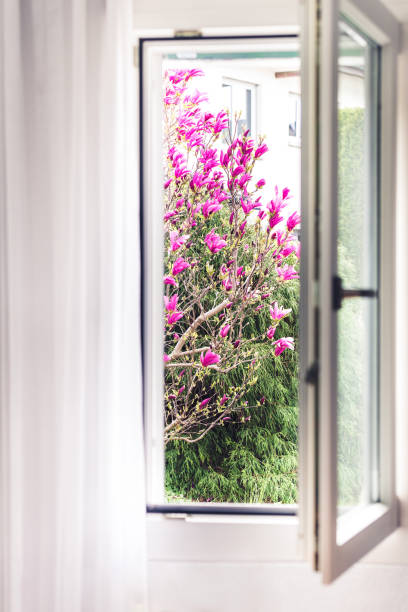 Window opened into the garden directly to the magnolia tree