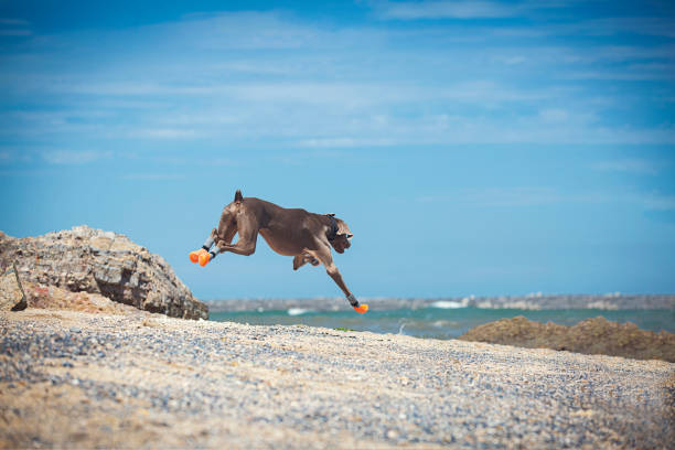 A doberman pinscher in shoes is exercising outdoors, playing with a toy and protecting the paws A doberman pinscher in shoes is exercising outdoors, playing with a toy and protecting the paws. dog paw padding close up stock pictures, royalty-free photos & images