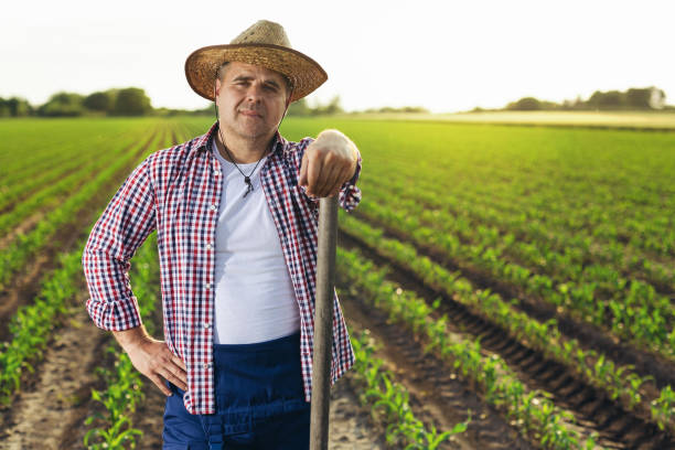 istock Senior farmer standing in corn field examining crop at sunset. 1518469511