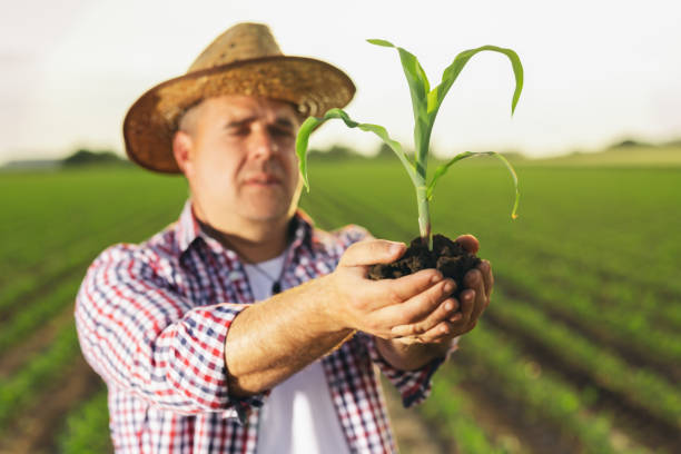 istock Farmer's hand holding corn sprout in field 1518472046