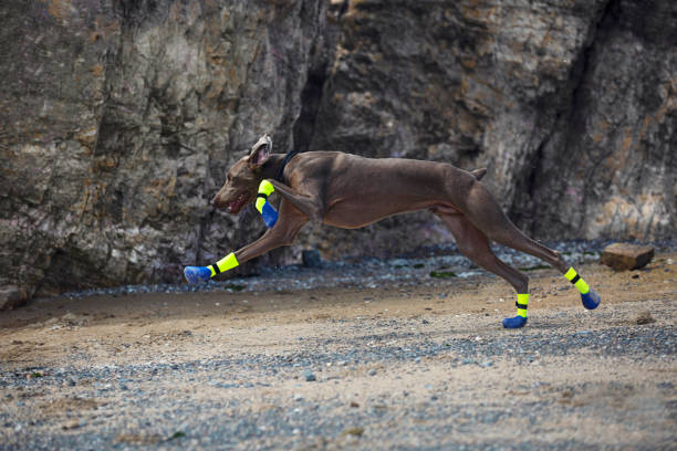 A doberman pinscher in shoes is exercising outdoors, playing with a toy and protecting the paws A doberman pinscher in shoes is exercising outdoors, playing with a toy and protecting the paws. dog paw padding close up stock pictures, royalty-free photos & images