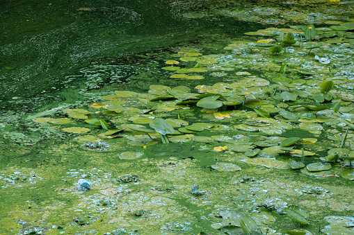 water lilies on river water as a background in summer in Ukraine close-up, environment