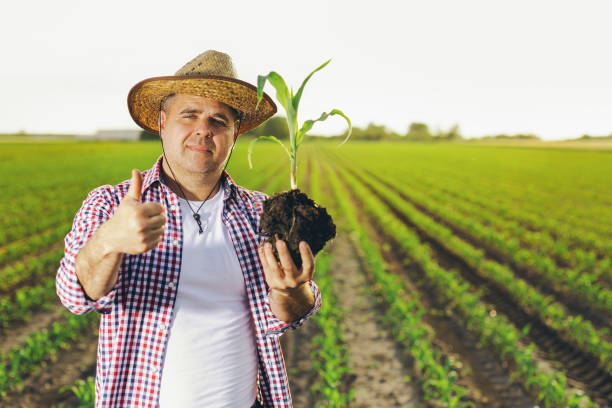 istock Farmer is standing in his growing corn field. He is examining crops after successful sowing. 1518477441