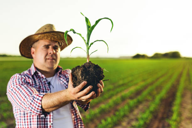 istock Farmer is standing in his growing corn field. He is examining crops after successful sowing. 1518477946