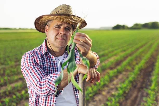 istock Farmer is standing in his growing corn field. He is examining crops after successful sowing. 1518478452