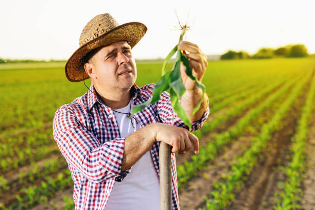 istock Farmer check quality of leaves and growth in corn field 1518478964