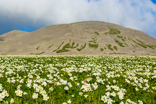 White Anemone in Georgian mountains