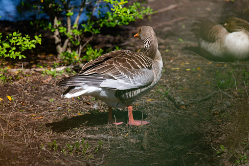 free goslings in a nature reserve