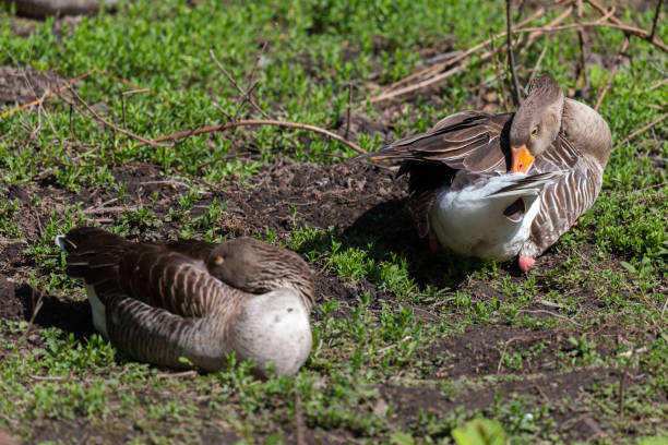 istock free goslings in a nature reserve 1518520060