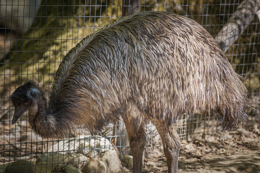istock An emu in a wildlife park 1518549274