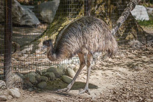 istock An emu in a wildlife park 1518549803