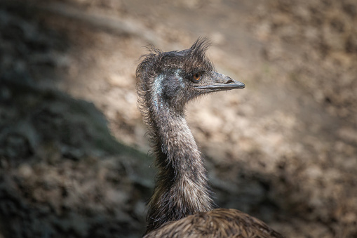 istock An emu in a wildlife park 1518550364