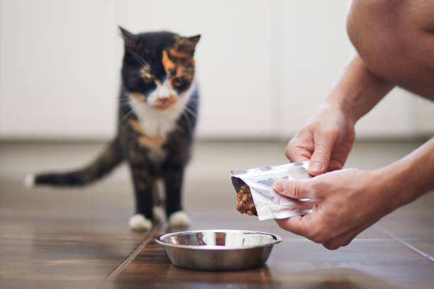 Pet owner feeding hungry cat