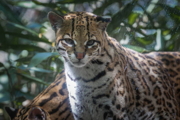 istock An ocelot, or a couple, in a wildlife park 1518579381