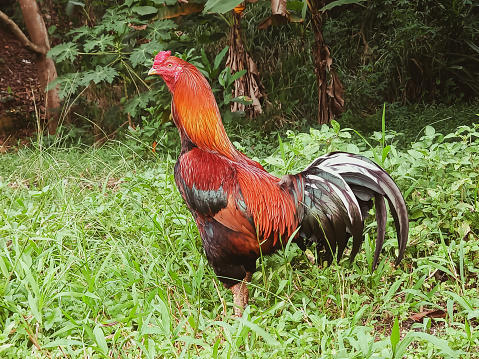 A rooster in the field.