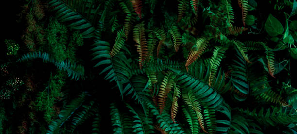 istock Close up green decorative leaf, abstract background, nature pattern, tropical leaf, dark leaf 1518593531