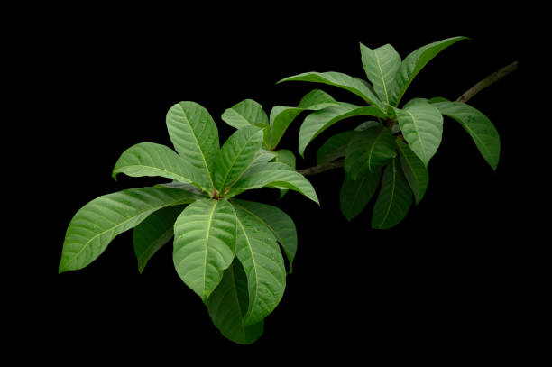 istock green leaves on a black background. 1518593533