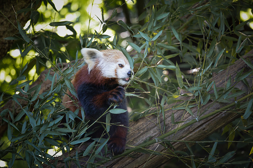 photograph of a red panda, Ailurus fulgens, eating eucalyptus on a branch, taken in captivity in a wildlife park