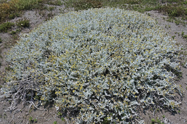 istock cotton weed, large shrubby plant 1518600954