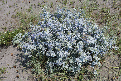 plant and inflorescences of sea eryngo plant, Eryngium maritimum, Apiaceae
