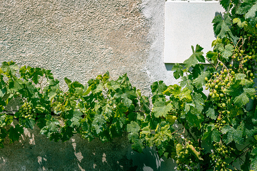 Leaves of a vine forming a frame under need rough surface of a building wall