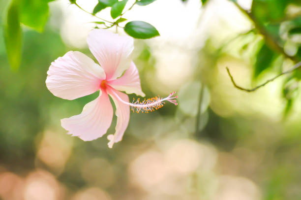 Chinese rose or Hibiscus or pink flower