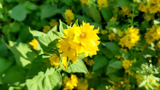 Beautiful yellow perennial flowers of Lysimachia Punctata grow in summer garden