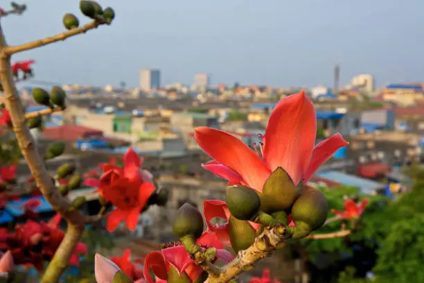 Bombax blossoms blooming over Namdinh City, Vietnam