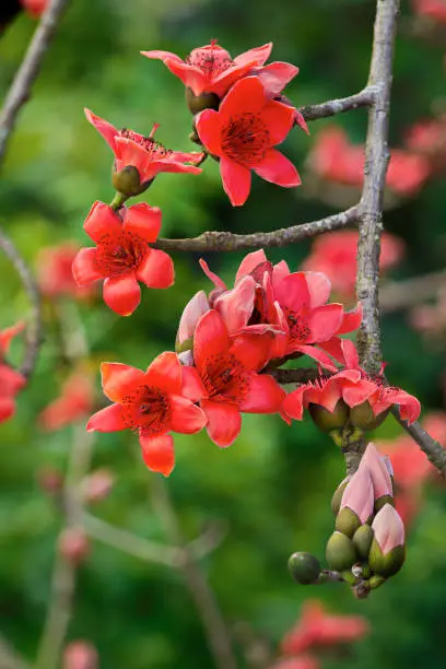 Bombax blossoms blooming over Namdinh City, Vietnam