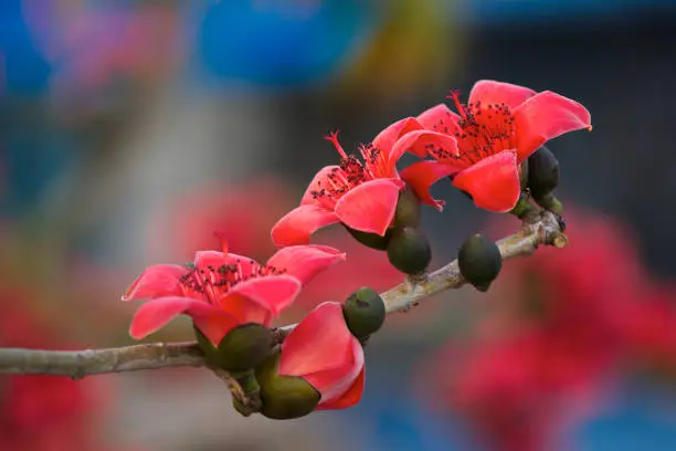 Bombax blossoms blooming over Namdinh City, Vietnam