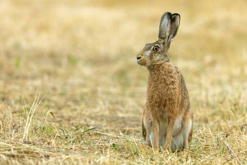 European hare (Lepus europaeus) sitting in a meadow.