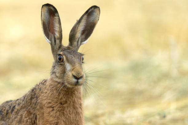 istock European hare (Lepus europaeus), close shot 1518634463