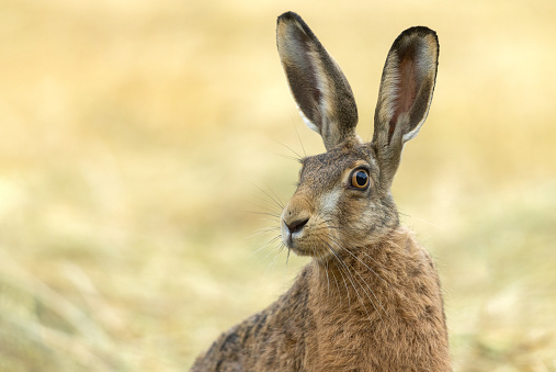 Portrait of a funny cute rabbit, closeup, isolated on a white background