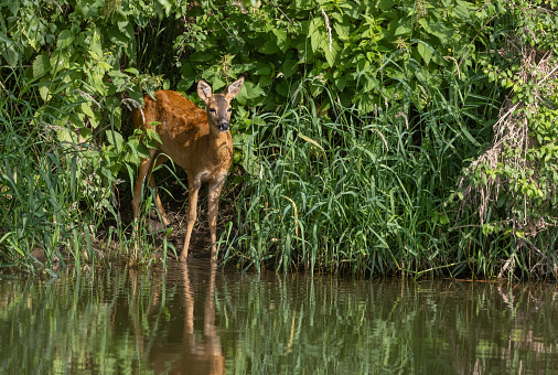 Female roe deer (Capreolus capreolus) standing near a river.