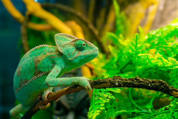 istock Green chameleon in the terrarium. 1518651573