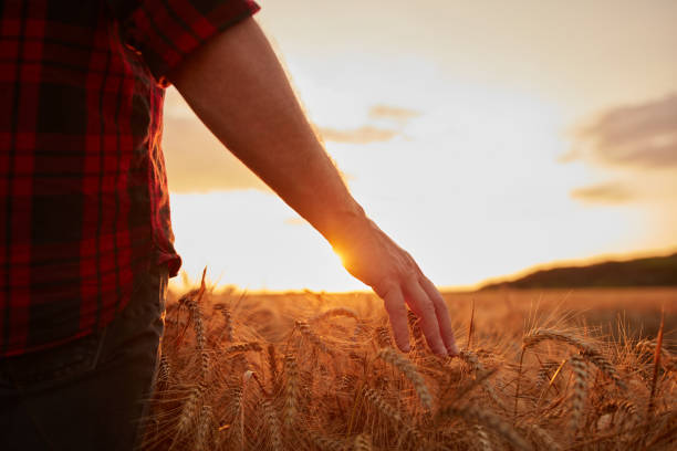 istock Hand touching wheat crops in golden hour, sunset, sunrise time. 1518656142