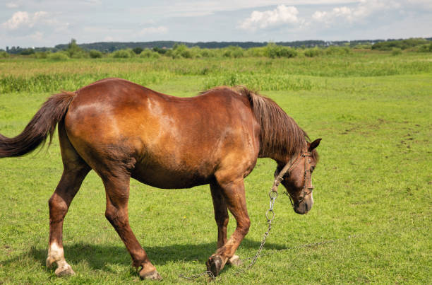 istock Lone brown horse grazing in the meadow 1518678601
