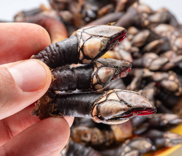 istock Raw goose barnacles in man's hand on white background. 1518693761