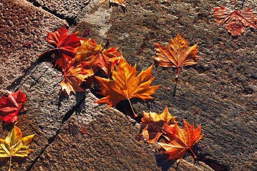 October leaves on pavement . Autumn maple leaves on a stone background