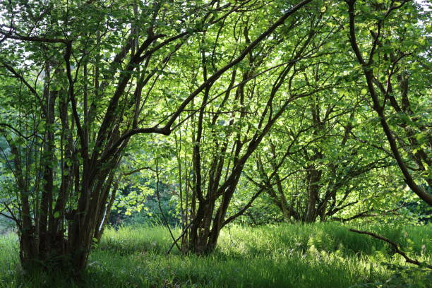 istock Woodland trees in dappled sunlight 1518731221