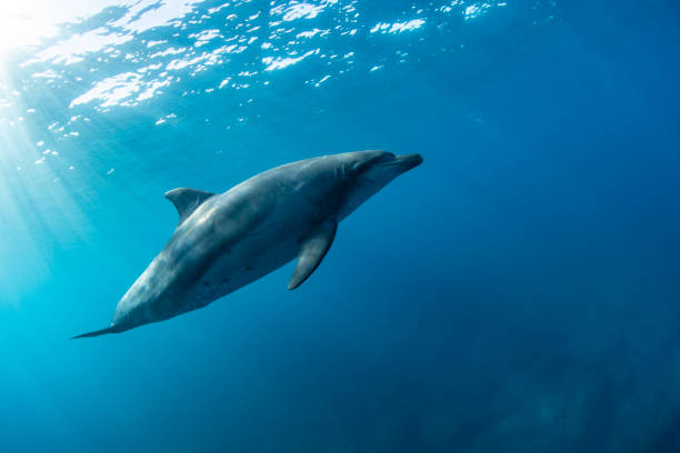 istock Wild dolphins swimming in the sun 1518734502