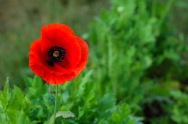 istock A red poppy flower with pollen standing alone 1518739027