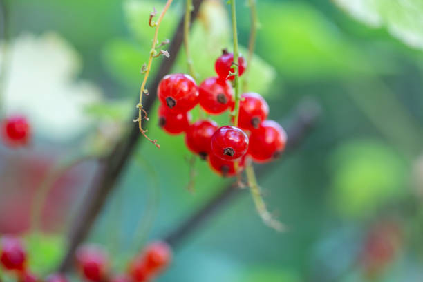 Red berries of currant on a summer day macro photography. Ripe berries of a red currant hanging on a branch of a bush close-up photo in the summertime.