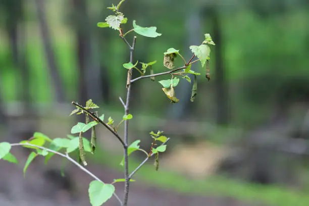 Birch Leaf-roller or Birch Leafroller (Deporaus betulae, Deporaus populi), leaf roll.