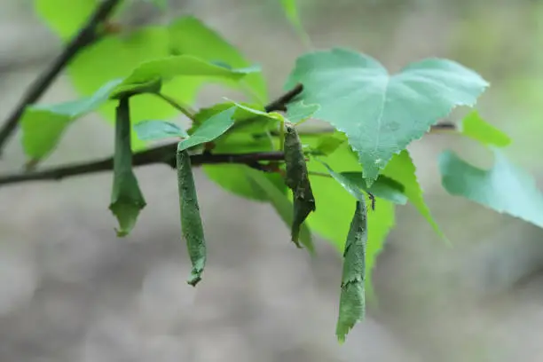 Birch Leaf-roller or Birch Leafroller (Deporaus betulae, Deporaus populi), leaf roll.