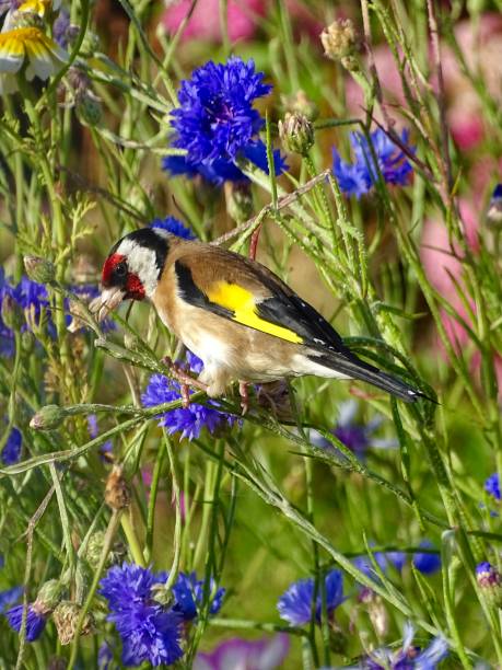 istock Goldfinch in a wildflower garden 1518751907