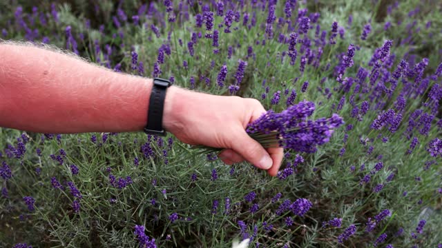 Harvesting handmade lavender. A man cuts lavender flowers. Close-up