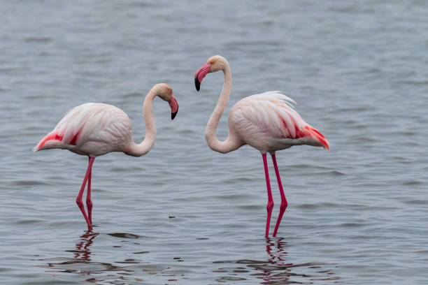 istock Flamingos near Walvis Bay 1518799413