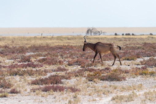 Closeup of two Red Hartebeest - Alcelaphus buselaphus Caama- also known as the Kongoni, or Cape Hartebeest on the plains of Etosha National Park.